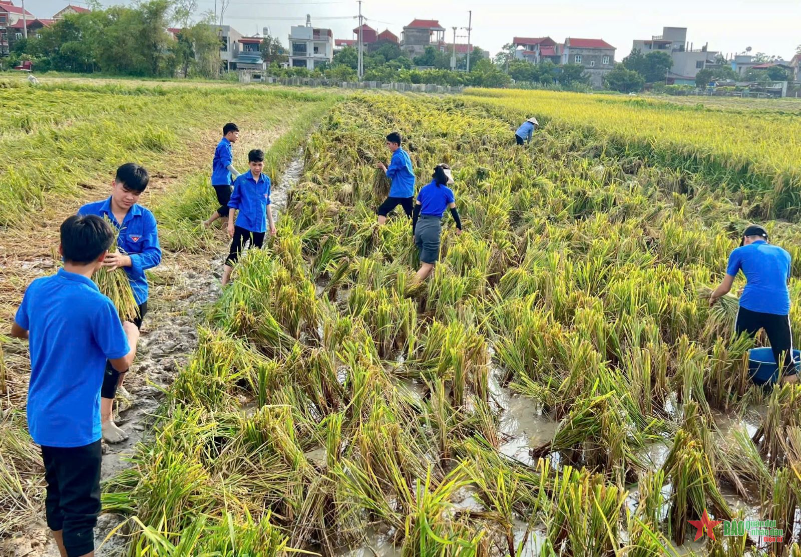 Thanh niên Thủ đô khắc phục hậu quả bão lũ